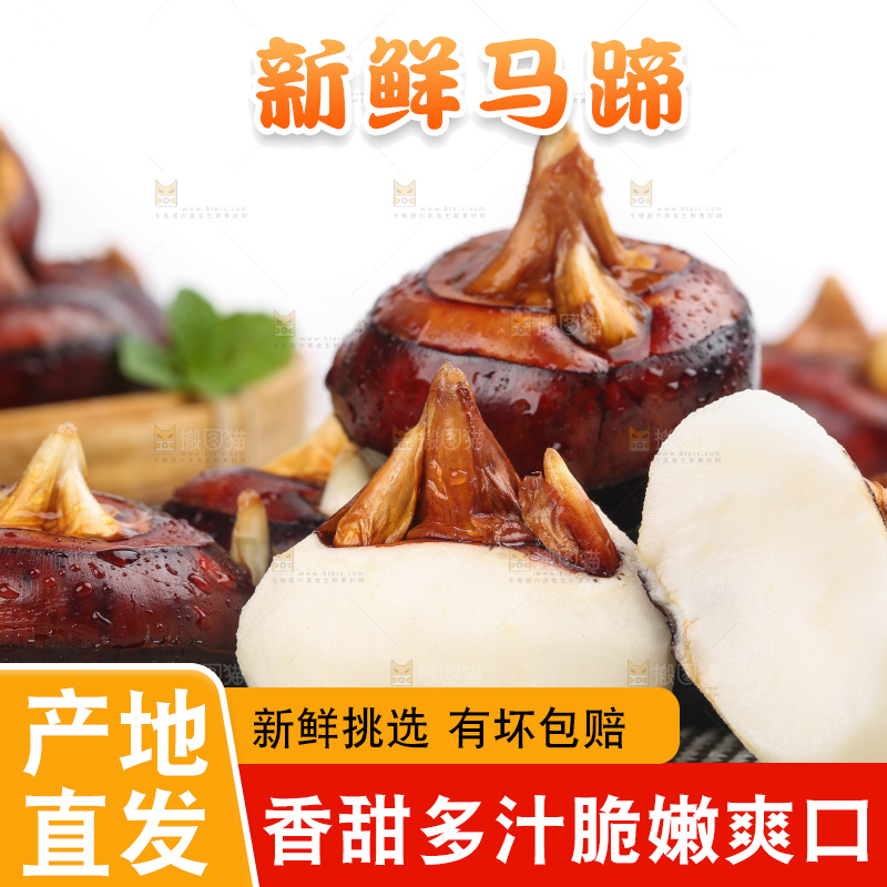 浅底上的马蹄果