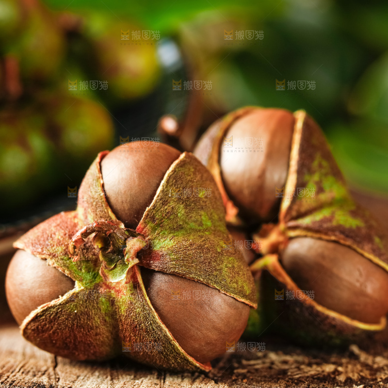 深底上的茶树果