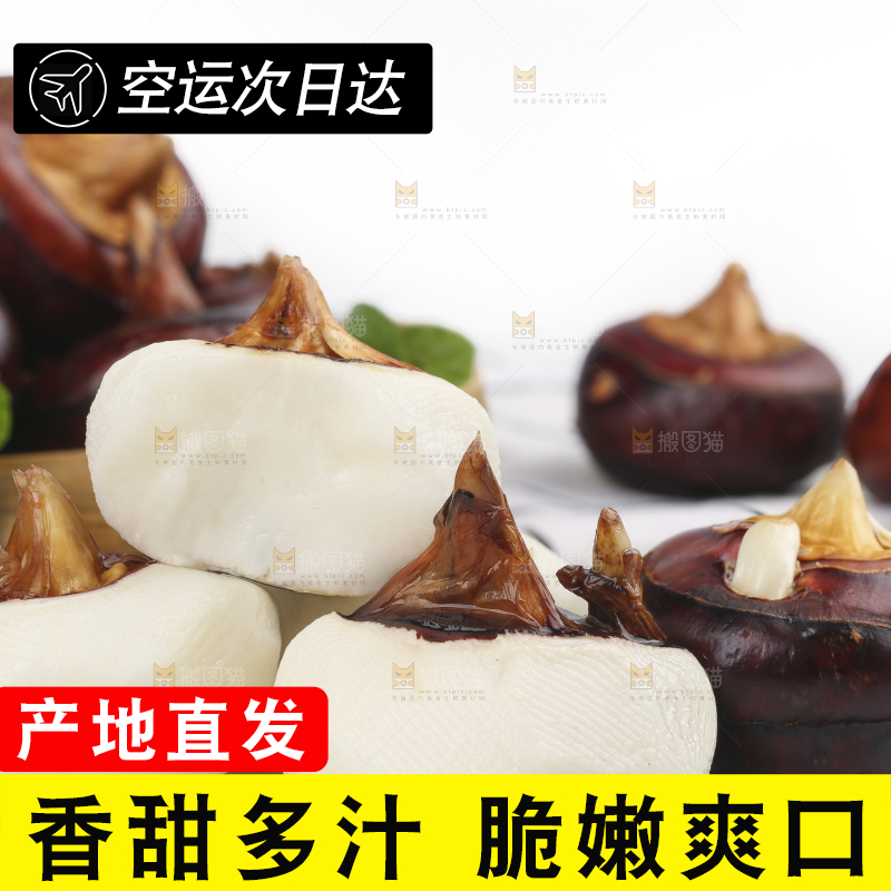 浅底上的马蹄果