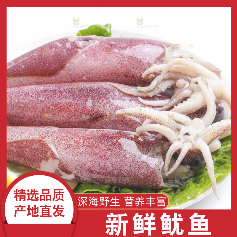 白底上的鱿鱼
