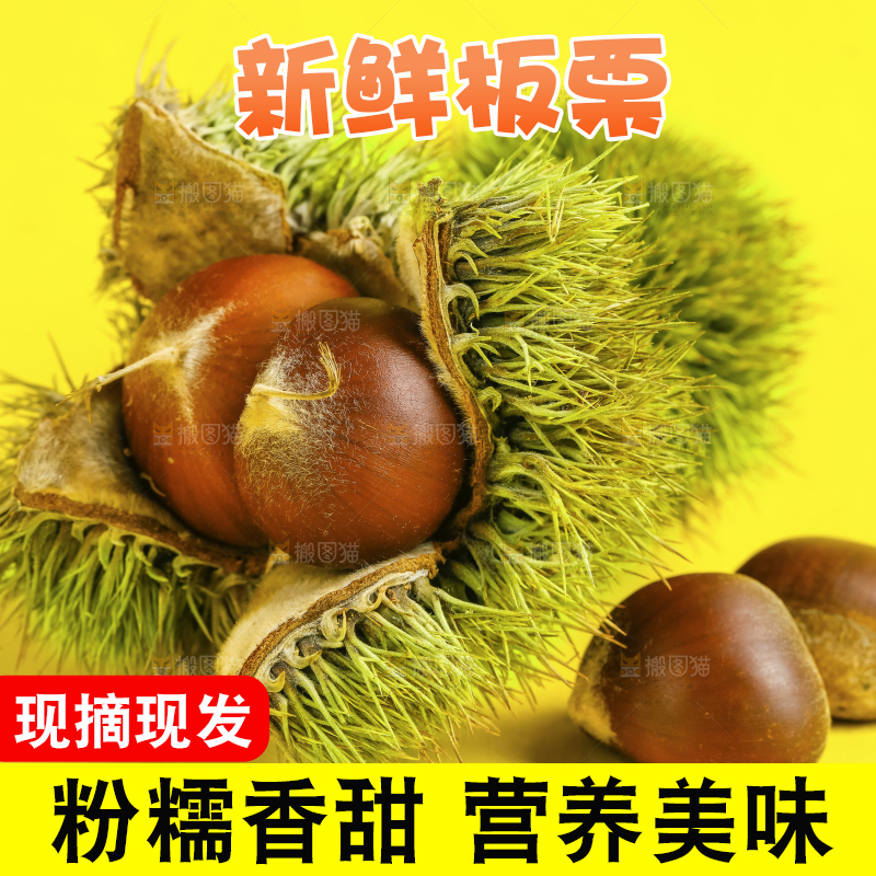 黄底上的迁西板栗