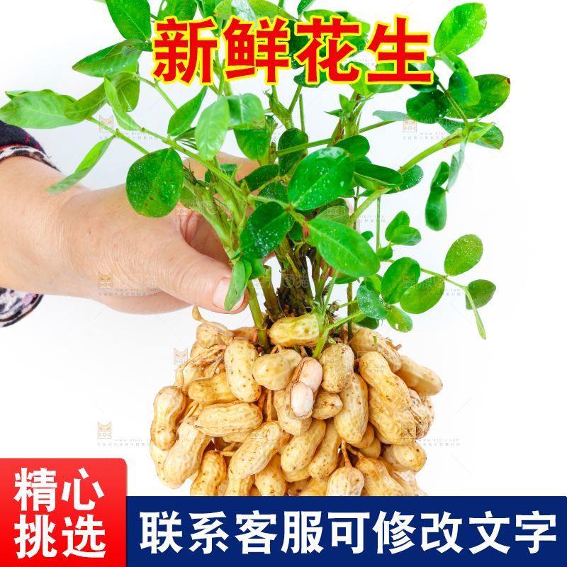 白底上手里拿着新鲜带壳花生