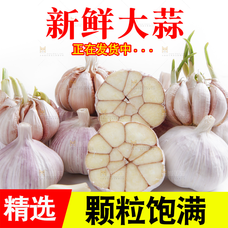 白底上的山东大蒜头