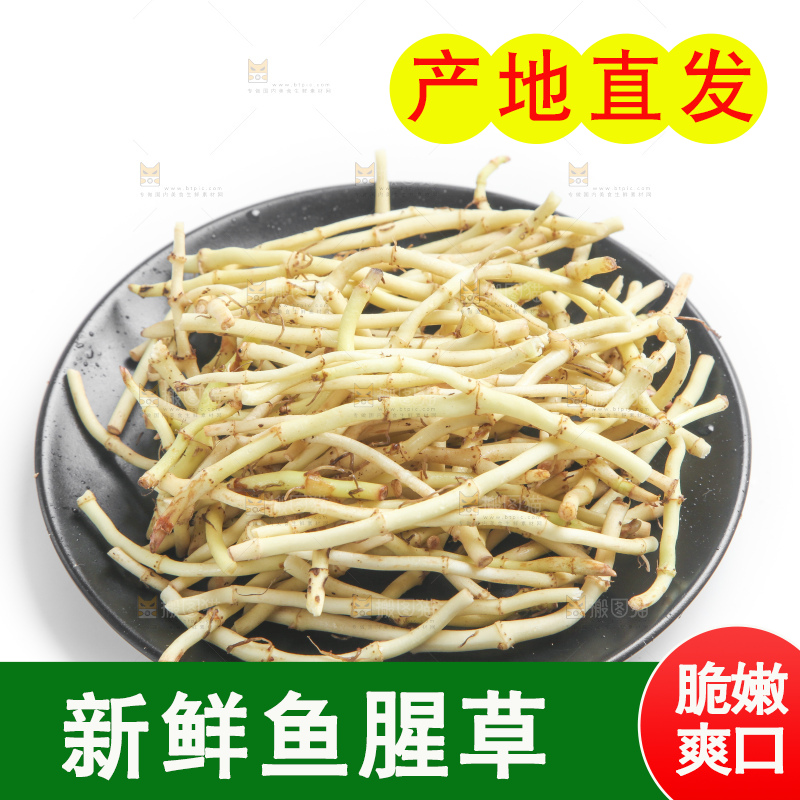 白底上的鱼腥草