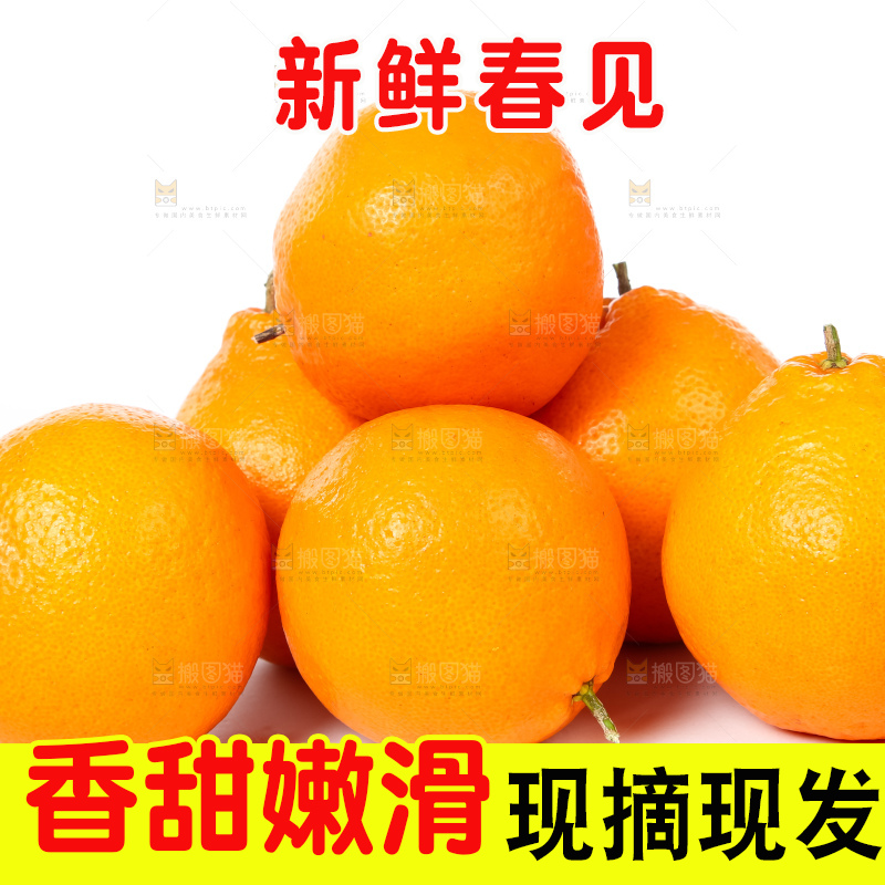 白底上的春见耙耙柑