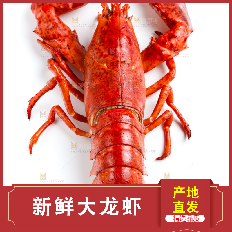 白底上的大龙虾