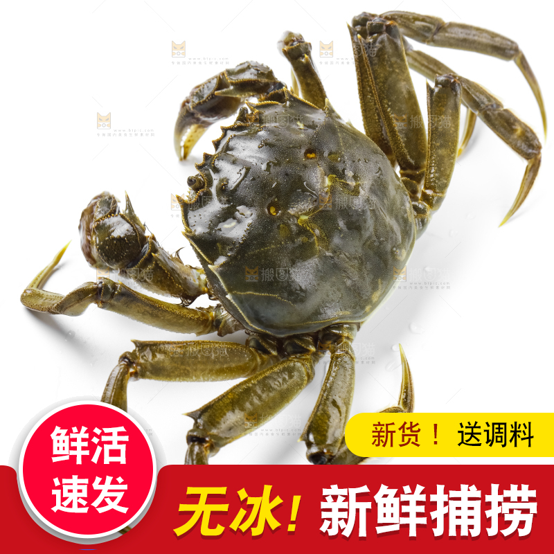 浅底上的鲜活螃蟹