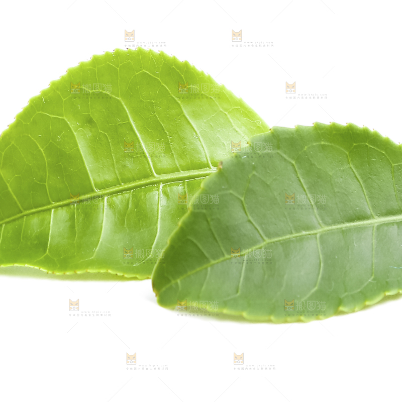 白底上的茶叶