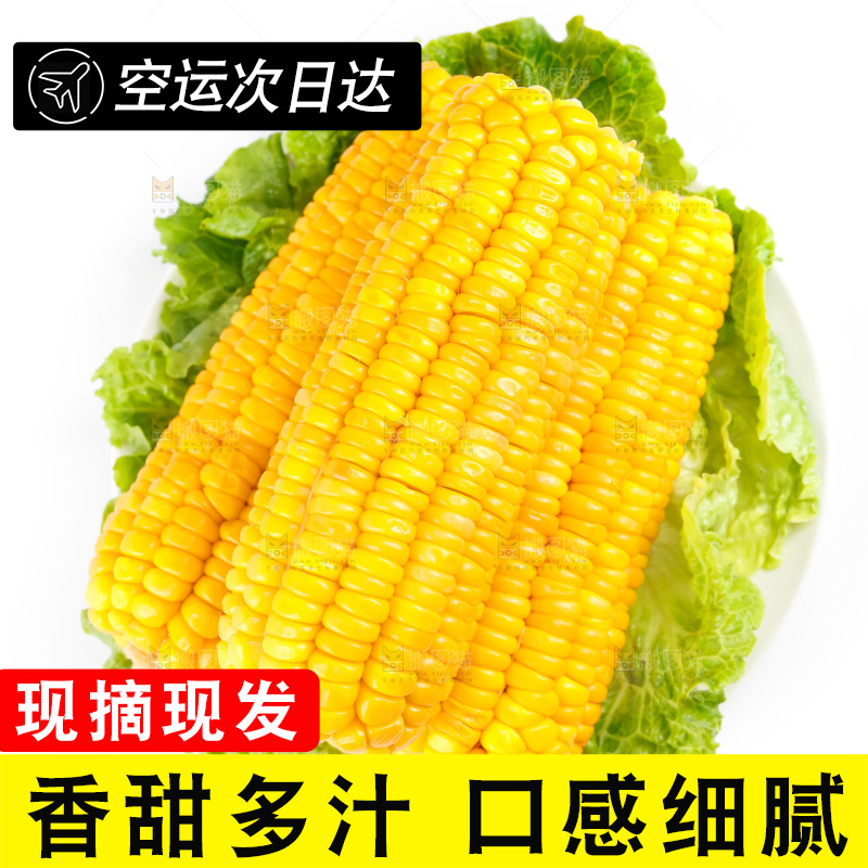 白底上放着黄玉米