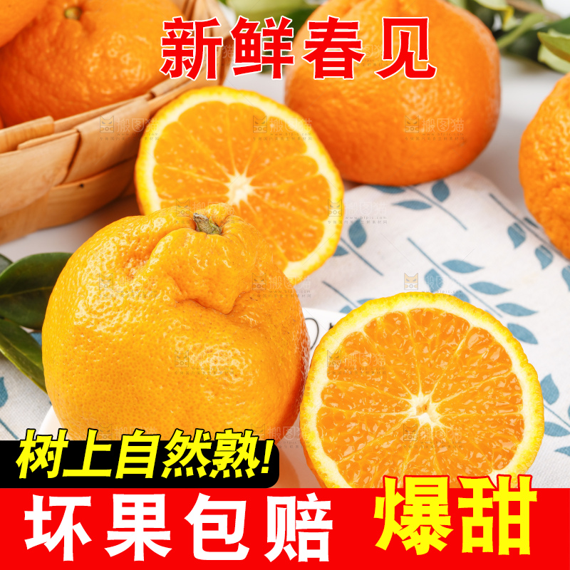 浅底上的春见耙耙柑