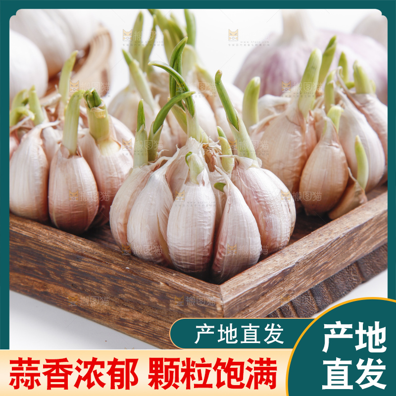 白底上的山东大蒜头