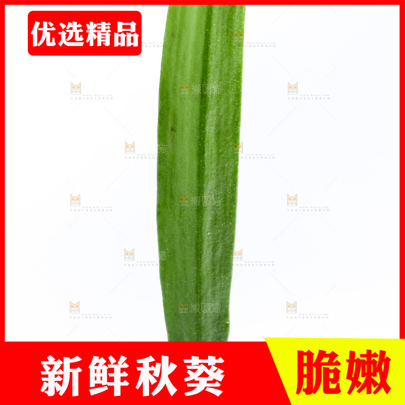 白底上的新鲜秋葵