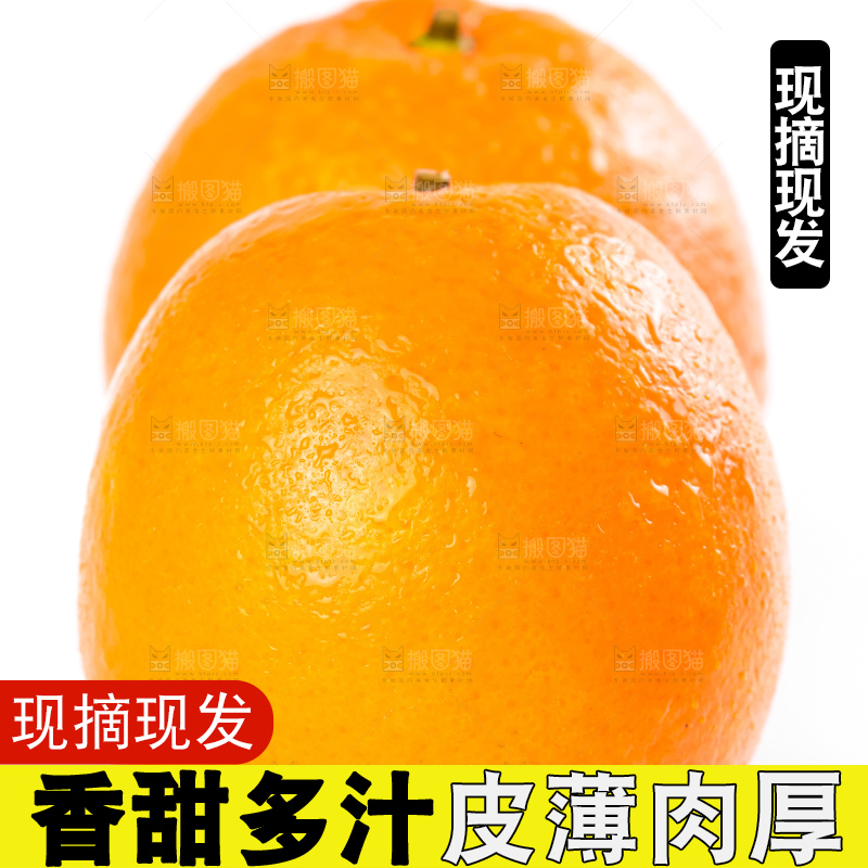 白底上的新鲜橙子