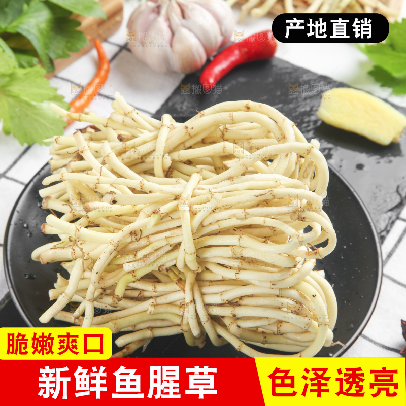 石板上的鱼腥草