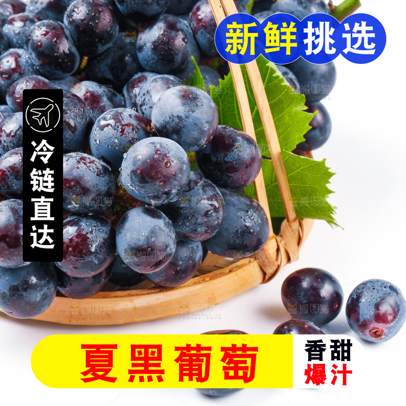 一篮新鲜夏黑放在白底上