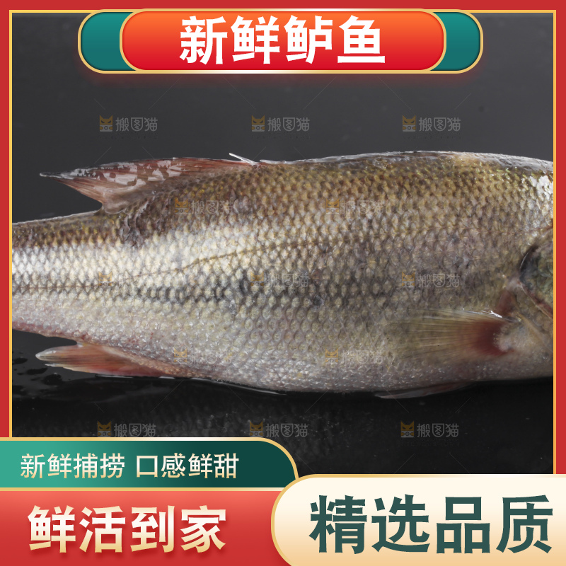 黑底上的海鲈鱼