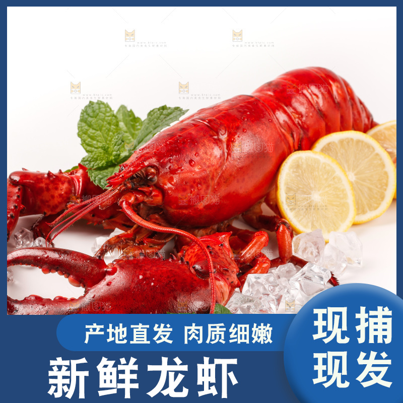 澳洲大龙虾放在白底上