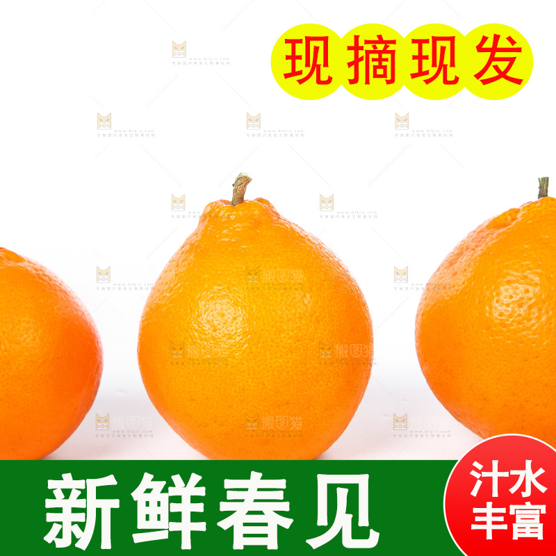 白底上的春见耙耙柑