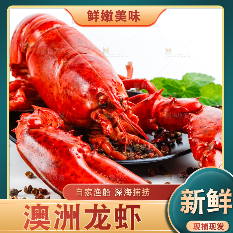 白底上放着澳洲大龙虾