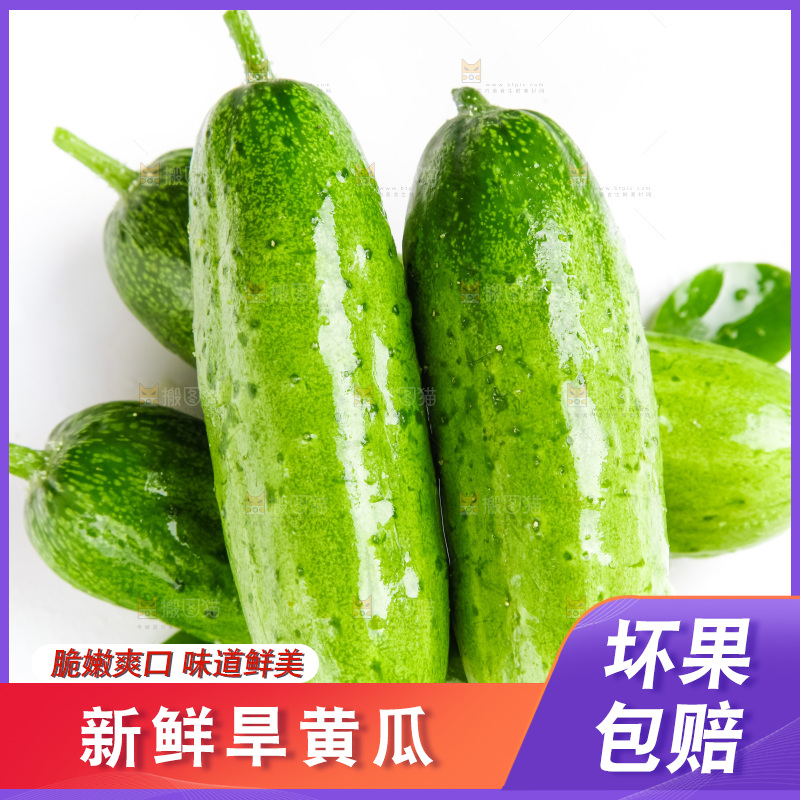 白底上的旱黄瓜