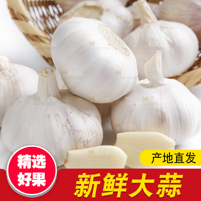 白底上的山东大蒜头
