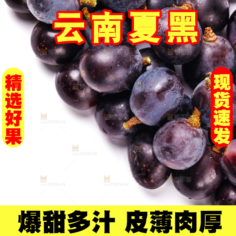 新鲜夏黑放在白底上