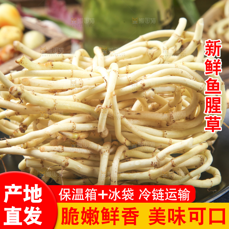竹底上的鱼腥草