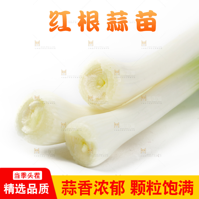 白底上的新鲜蒜苗