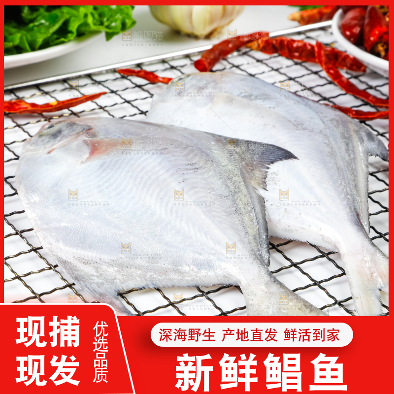 浅底上摆放着深海银鲳鱼