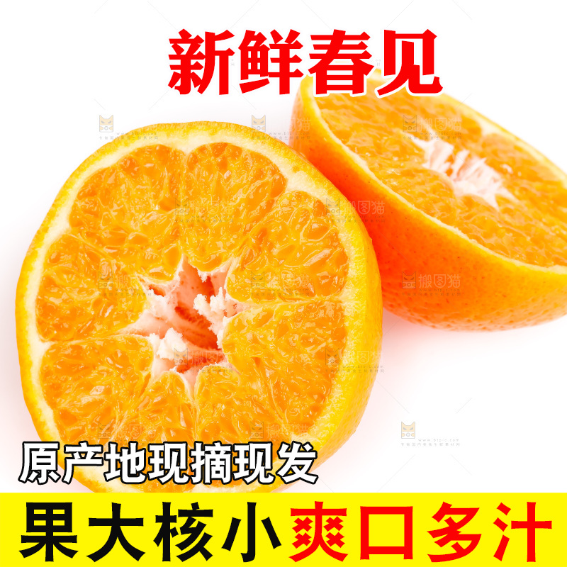 白底上的春见耙耙柑