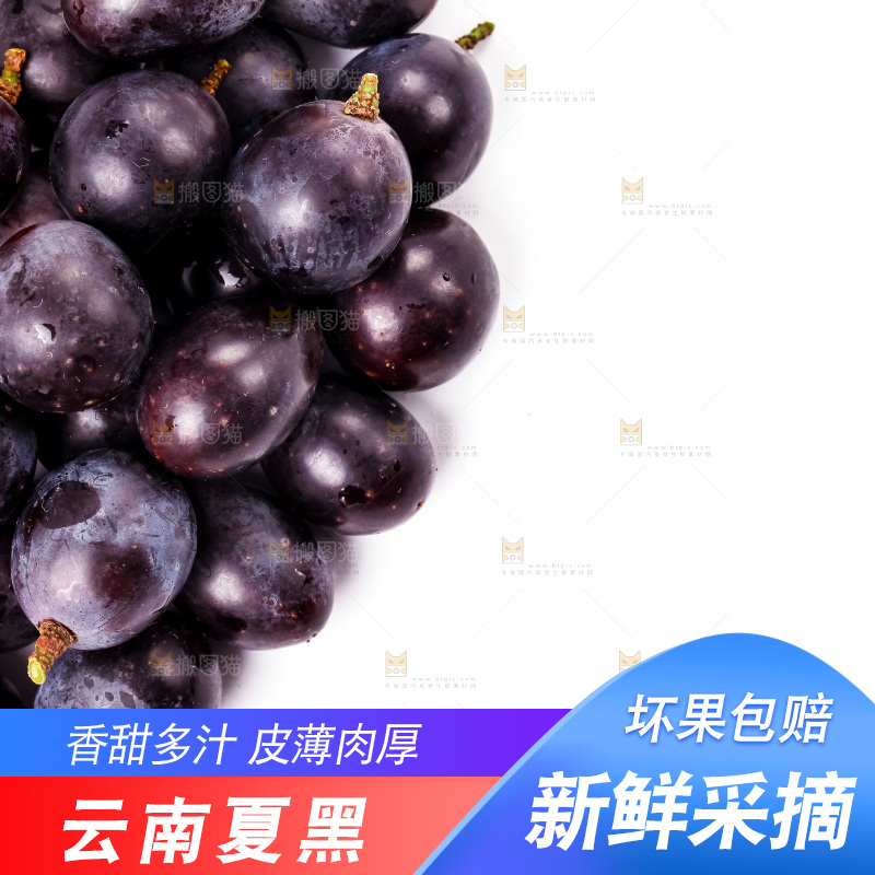 新鲜夏黑放在白底上