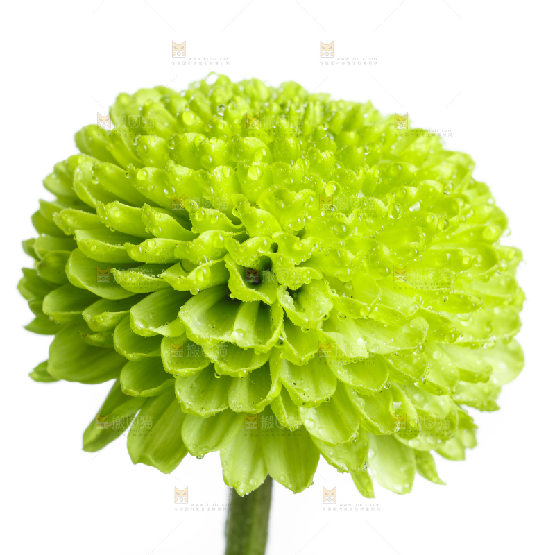 白底上放着绿色绣球菊