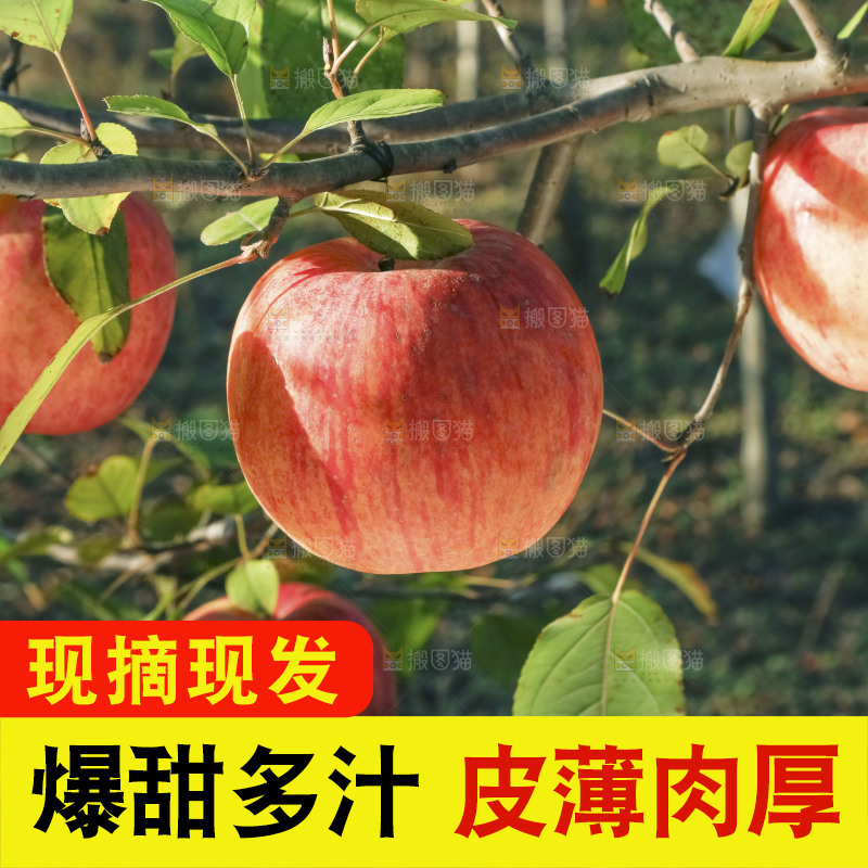 树上挂着冰糖心苹果