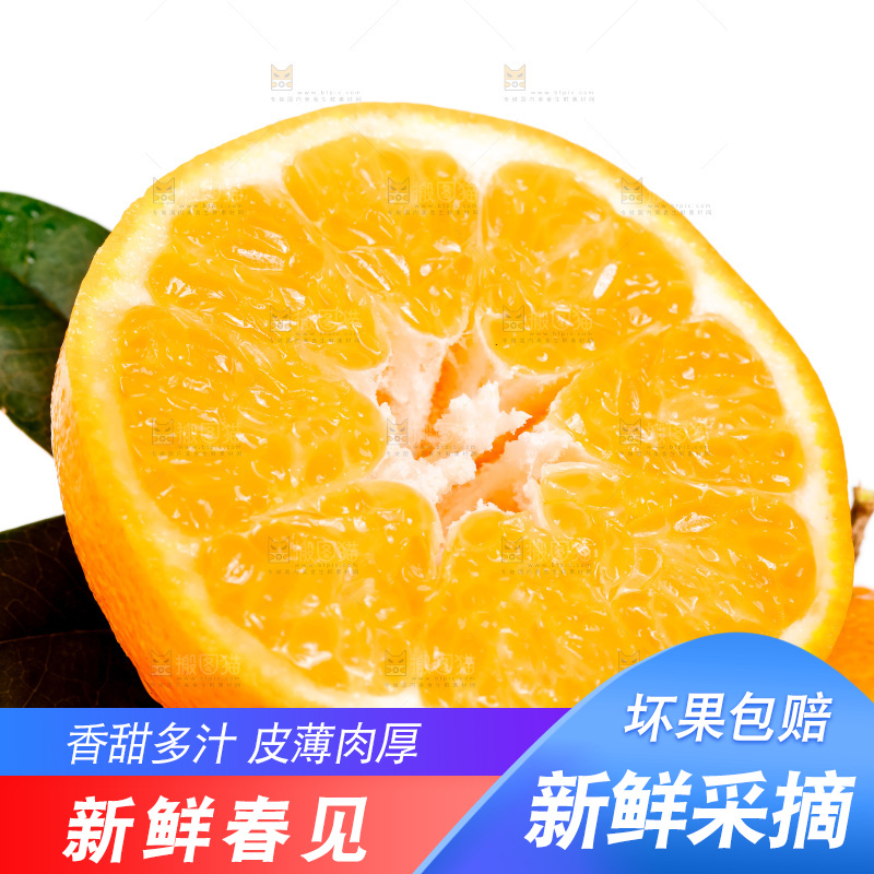 白底上的春见耙耙柑