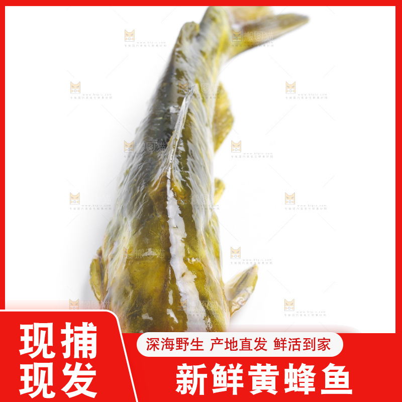 白底上放着黄蜂鱼