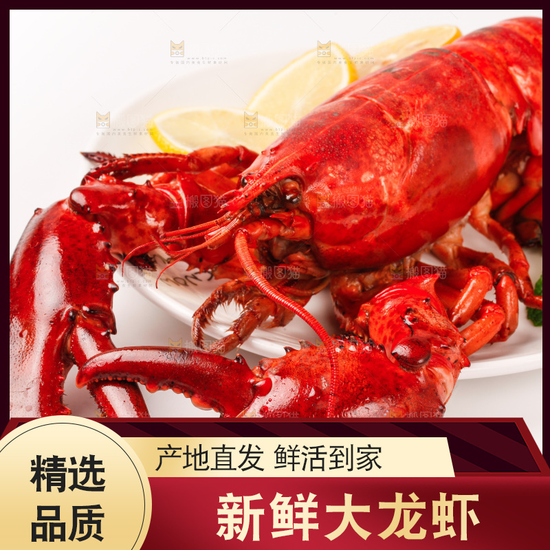 澳洲大龙虾放在白底上