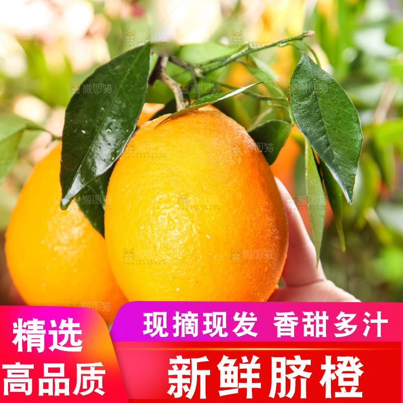 手里拿着新鲜橙子