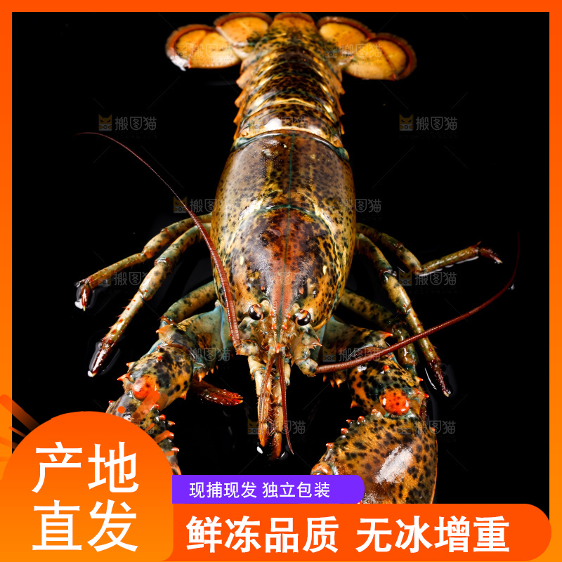 黑底上放着波士顿龙虾