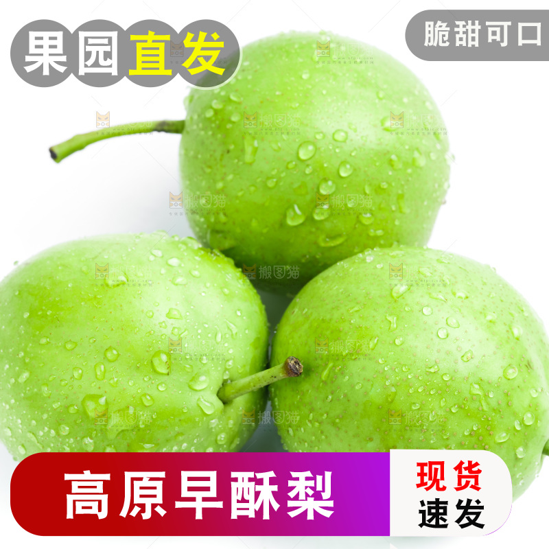 新鲜早酥梨放在白底上