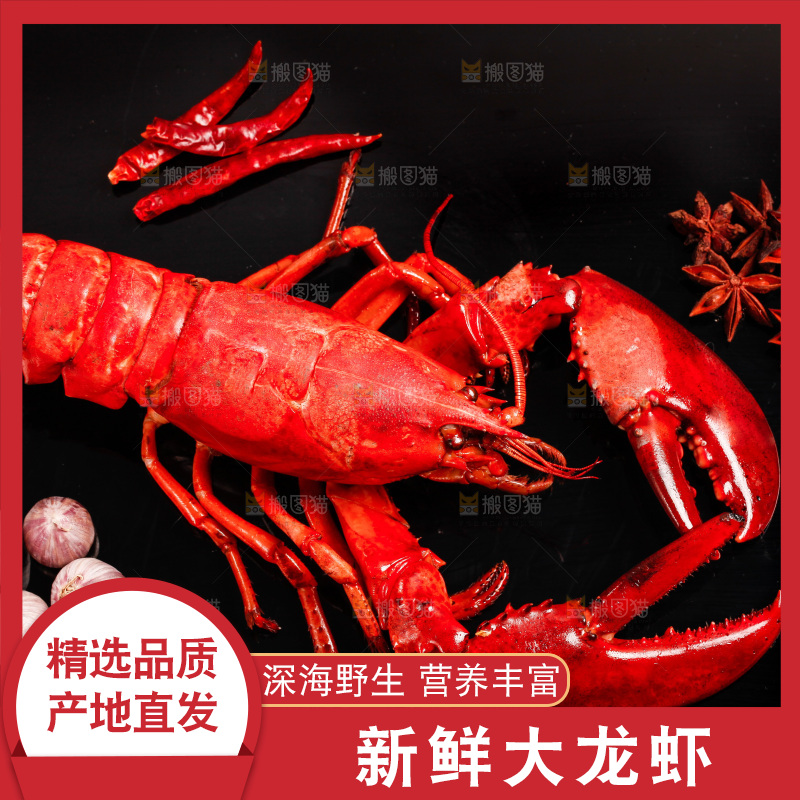 黑底上放着澳洲大龙虾