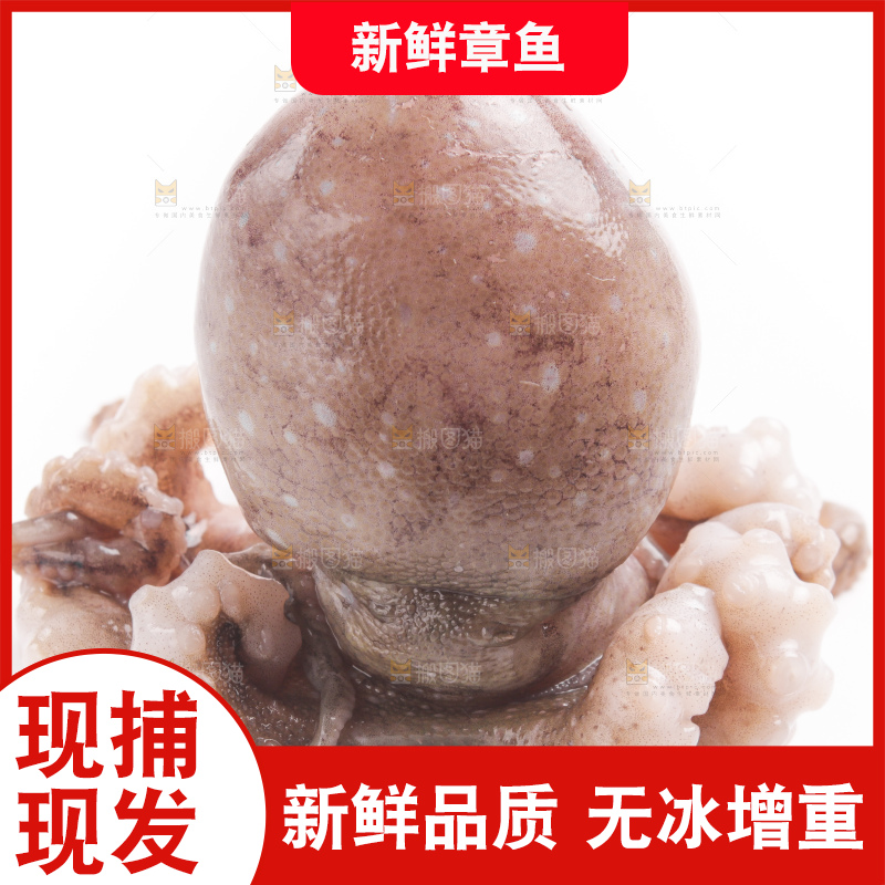 白底上摆放着小章鱼