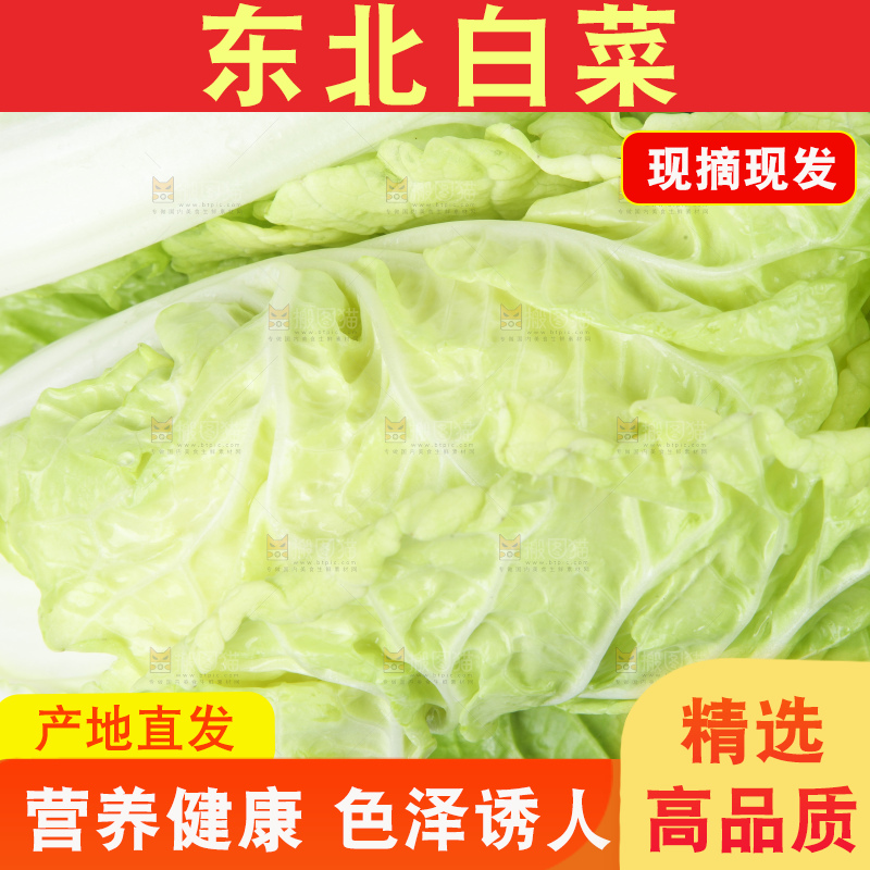 白底上放着大白菜