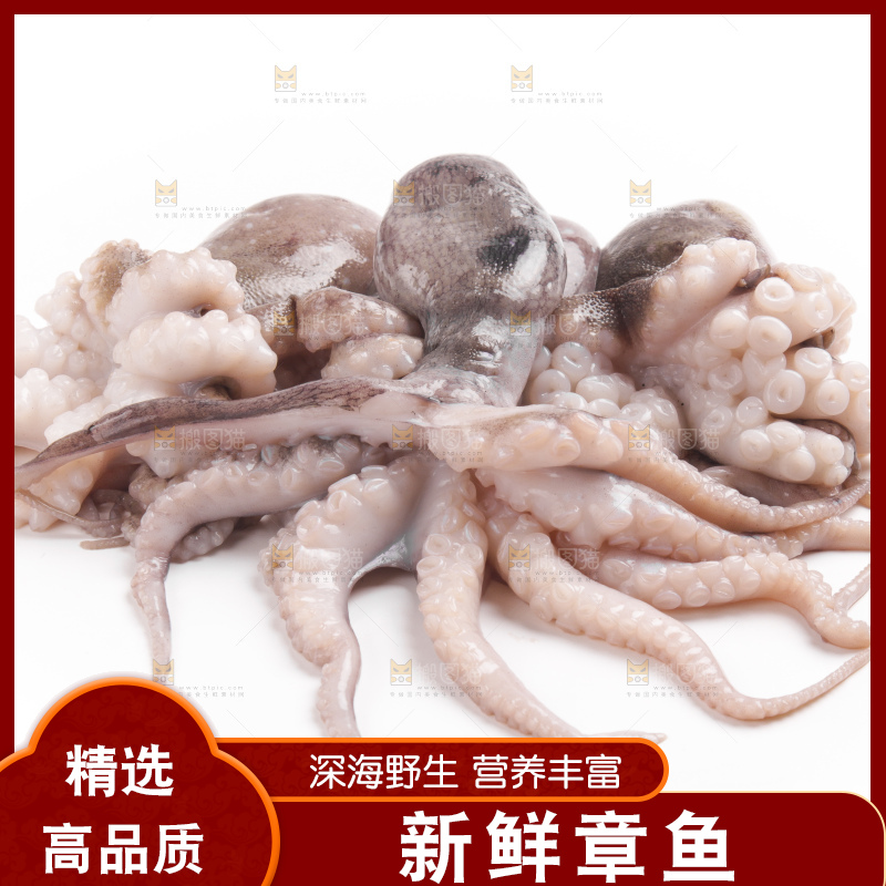 白底上摆放着小章鱼