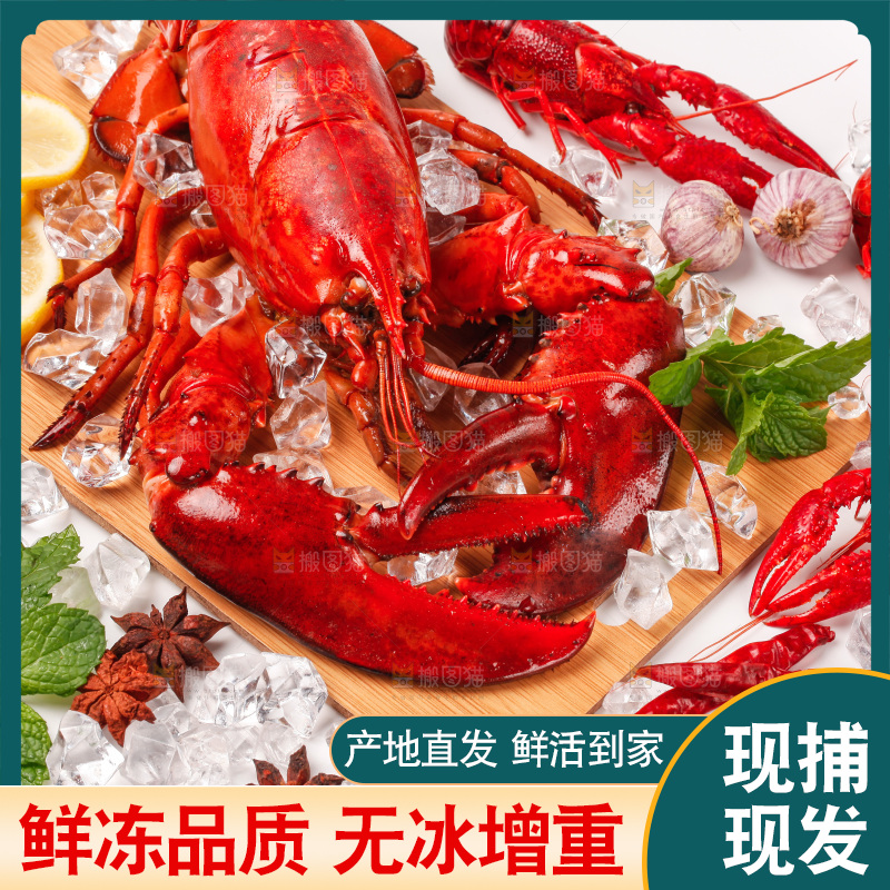 白底上的大龙虾