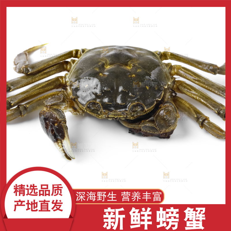 浅底上的鲜活螃蟹