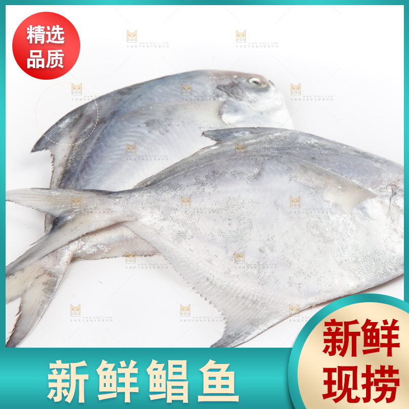 白底上的深海银鲳鱼