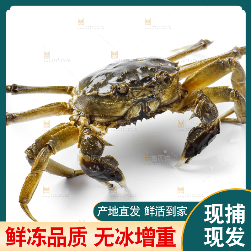 浅底上的鲜活螃蟹