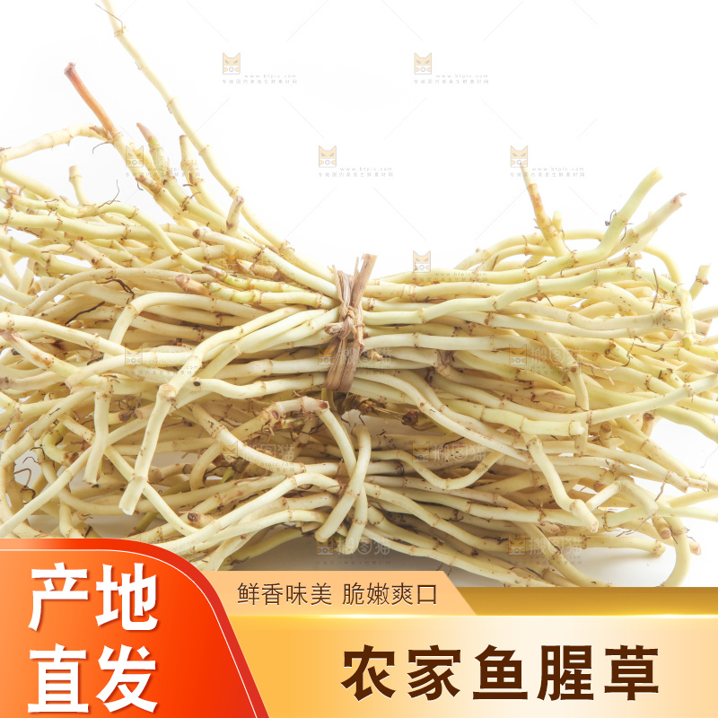 白底上的鱼腥草