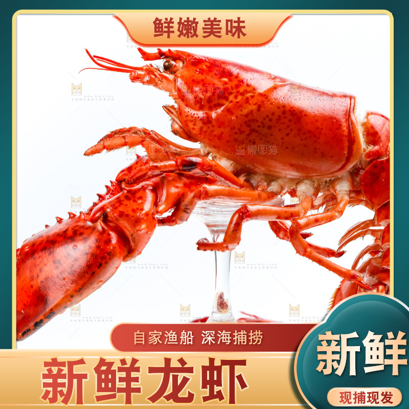 浅底上放着波士顿大龙虾