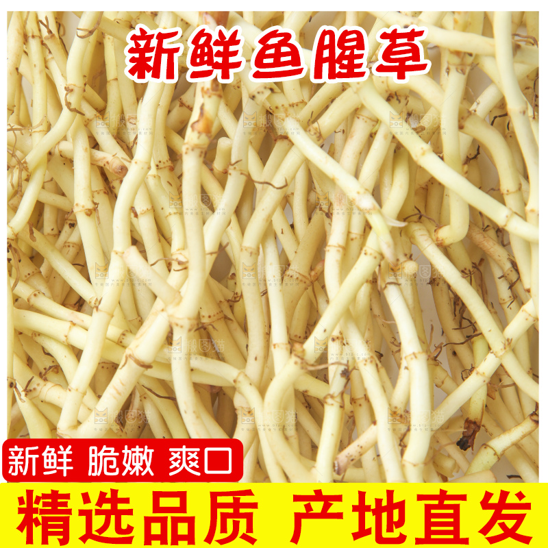 白底上的鱼腥草